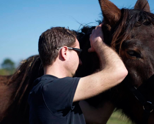 Soigner Autrement - Une autre approche du cheval et de ses pathologies