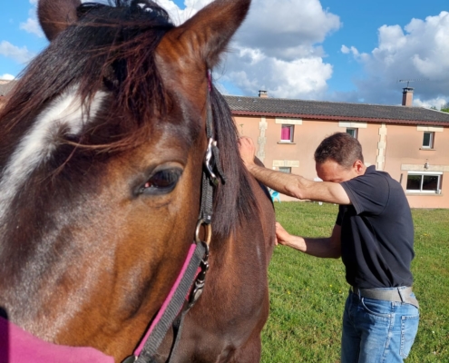 Photo guérisseur cheval